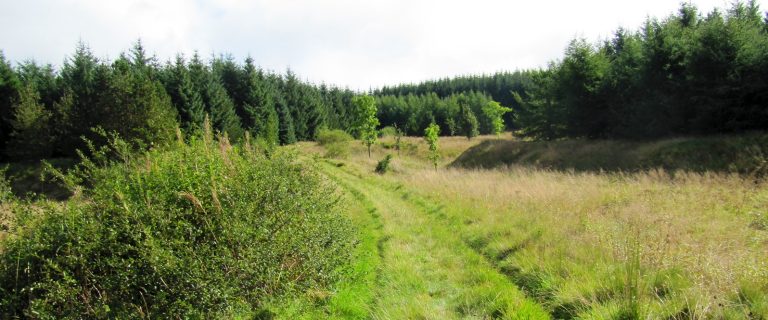 Craik Forest