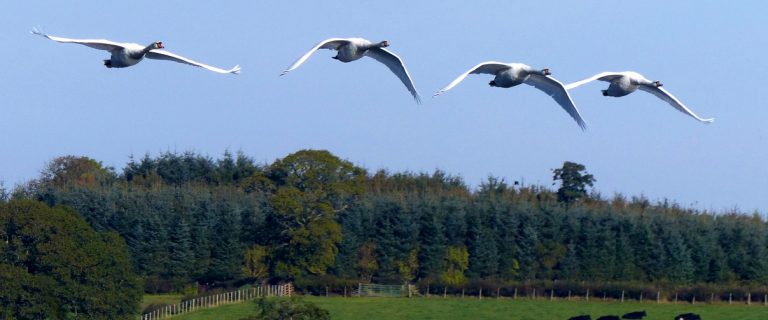 Swans over Castle Loch